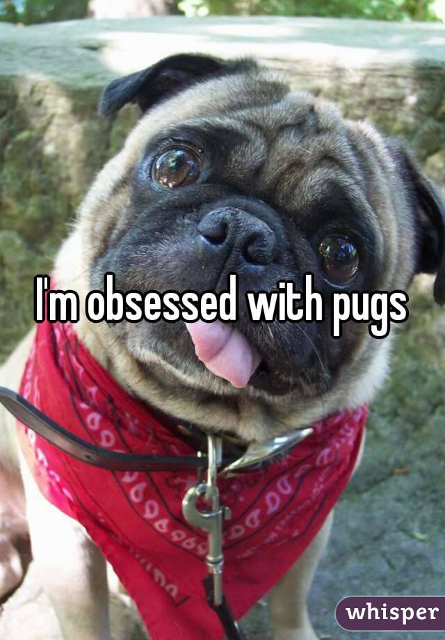 I'm obsessed with pugs