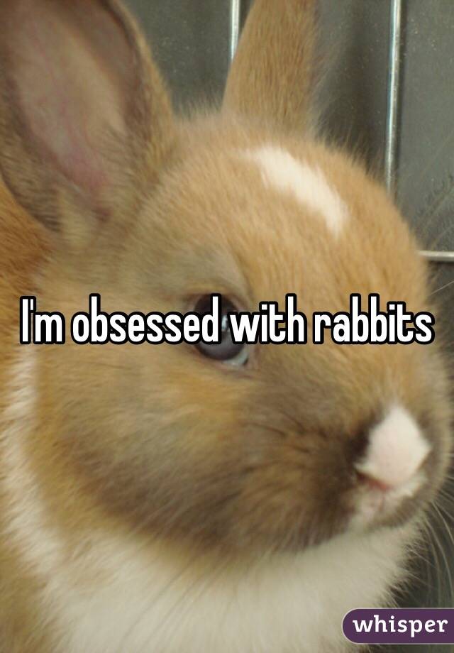 I'm obsessed with rabbits
