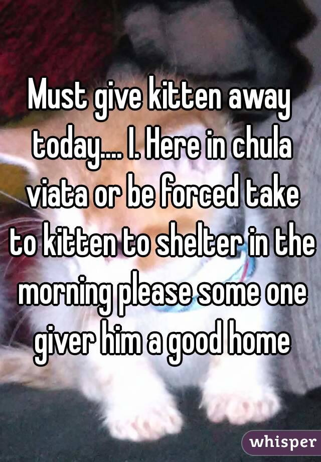 Must give kitten away today.... I. Here in chula viata or be forced take to kitten to shelter in the morning please some one giver him a good home