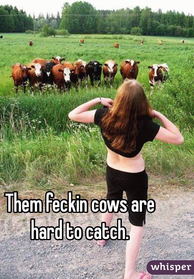 Them feckin cows are hard to catch.