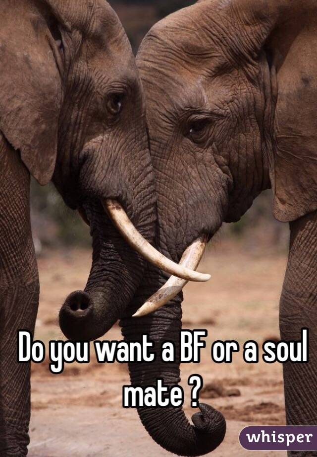 Do you want a BF or a soul mate ?