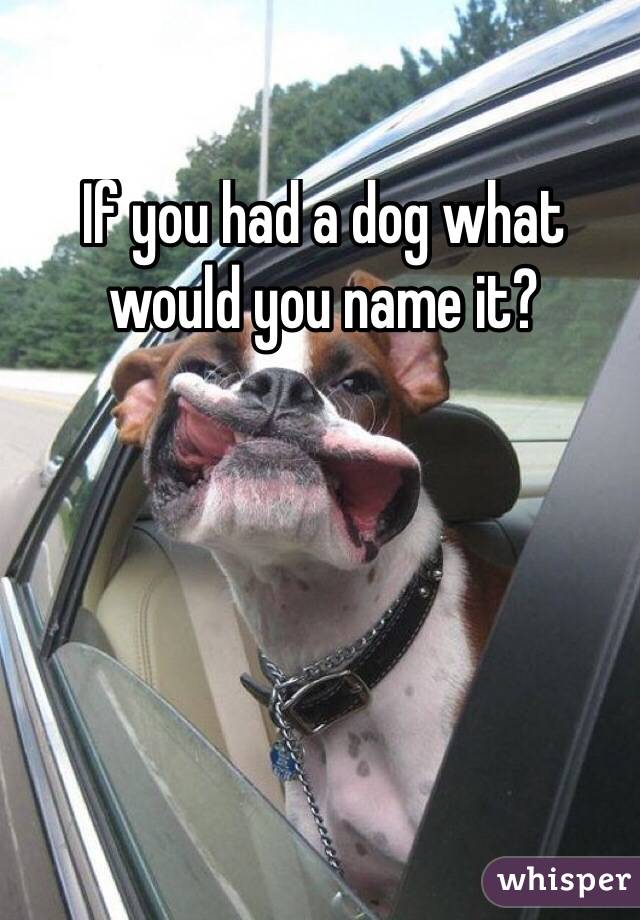 If you had a dog what would you name it?
