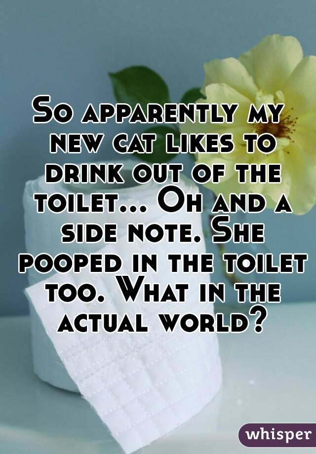 So apparently my new cat likes to drink out of the toilet... Oh and a side note. She pooped in the toilet too. What in the actual world?