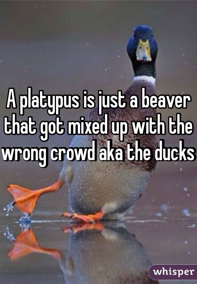 A platypus is just a beaver that got mixed up with the wrong crowd aka the ducks 
