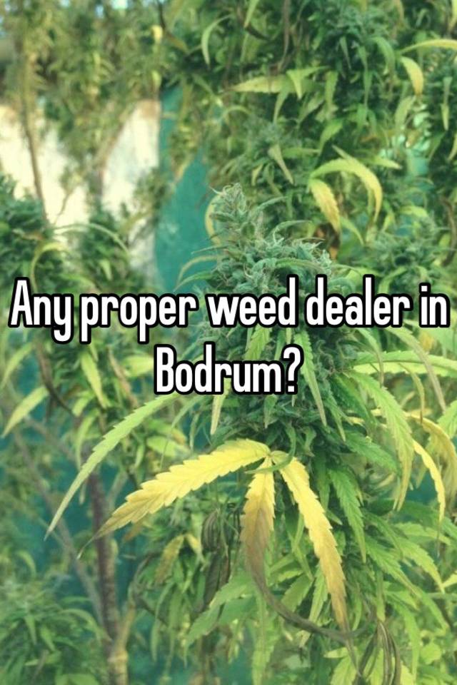 any-proper-weed-dealer-in-bodrum