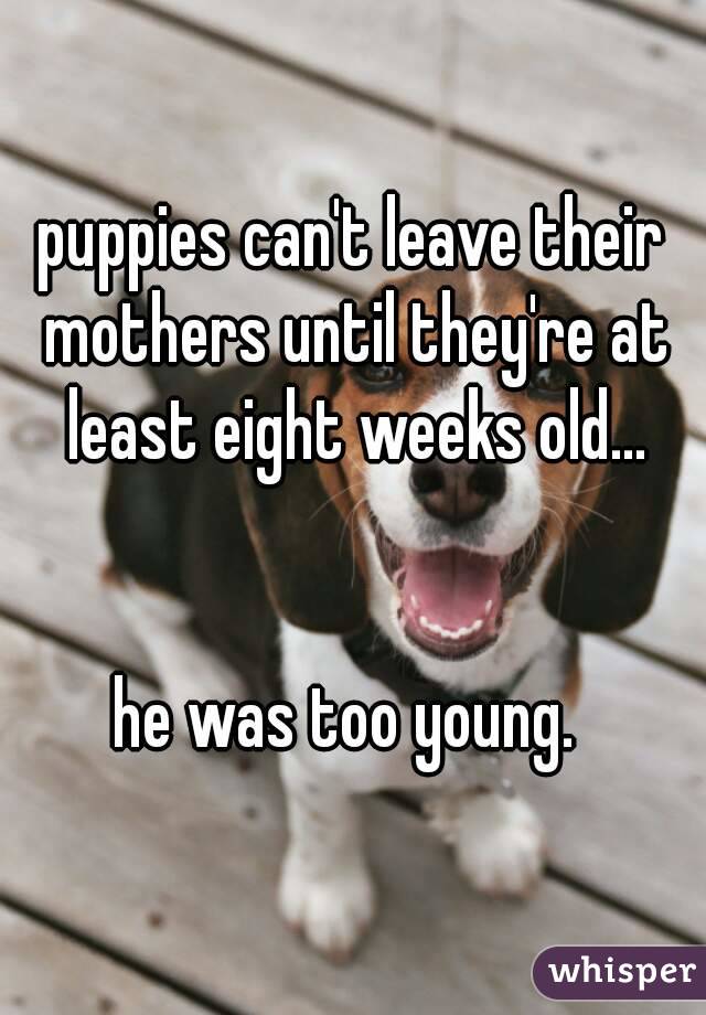 puppies can't leave their mothers until they're at least eight weeks old...


he was too young. 