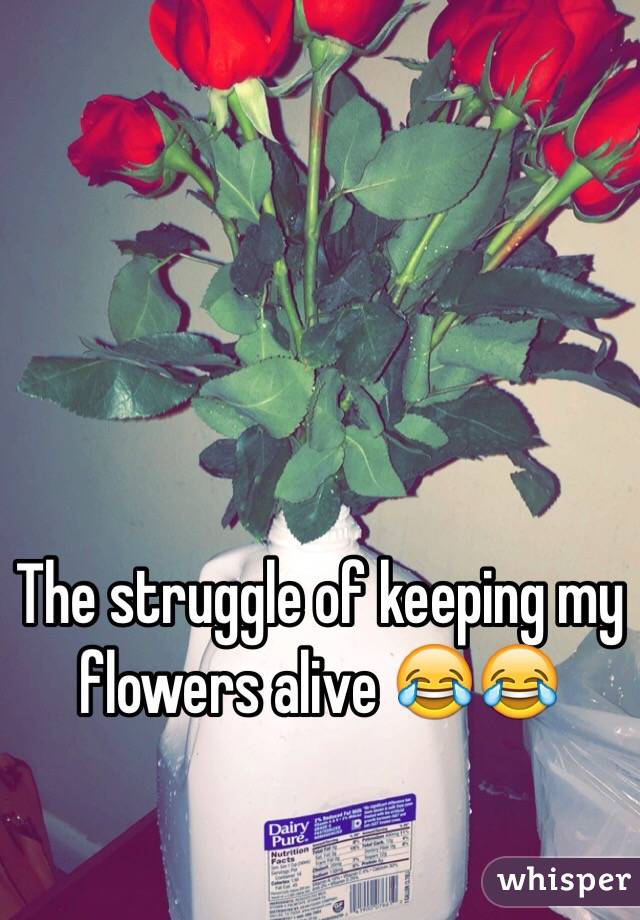 The struggle of keeping my flowers alive 😂😂
