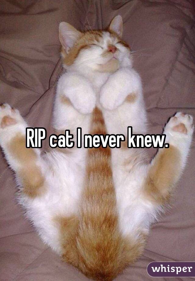 RIP cat I never knew. 