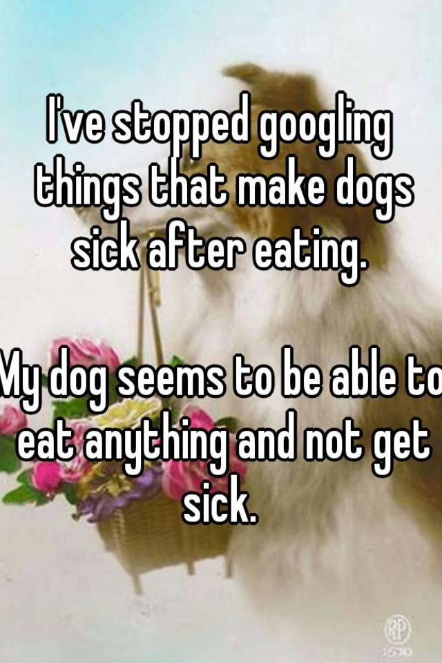 I've stopped googling things that make dogs sick after eating. My dog