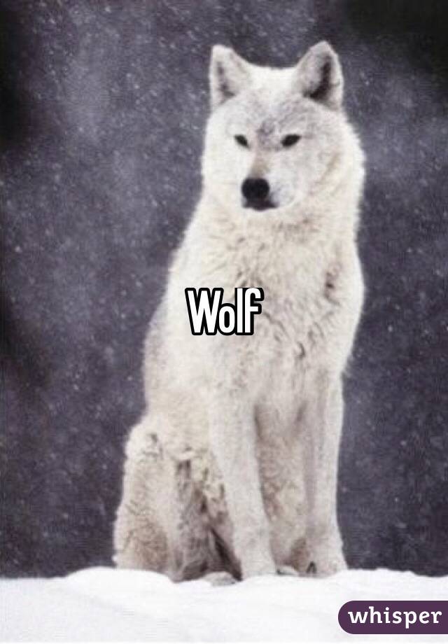 Wolf
