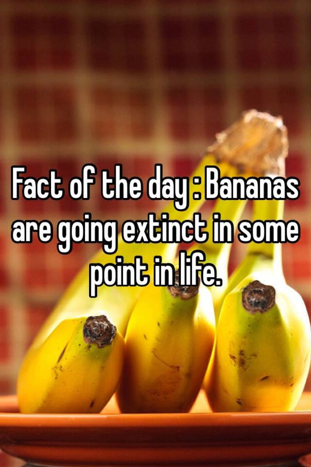 Fact of the day Bananas are going extinct in some point in life.