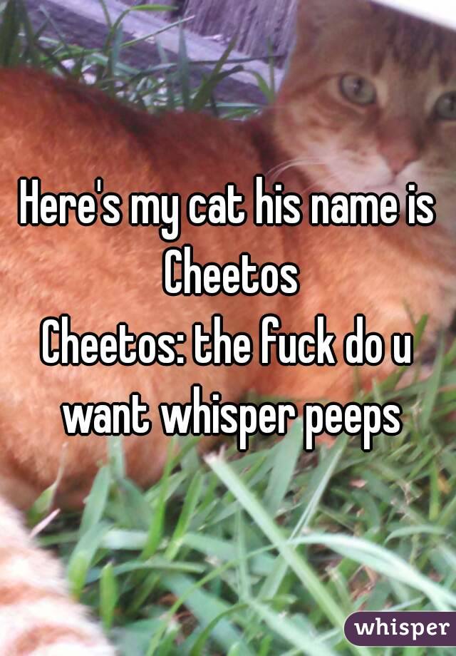 Here's my cat his name is Cheetos
Cheetos: the fuck do u want whisper peeps