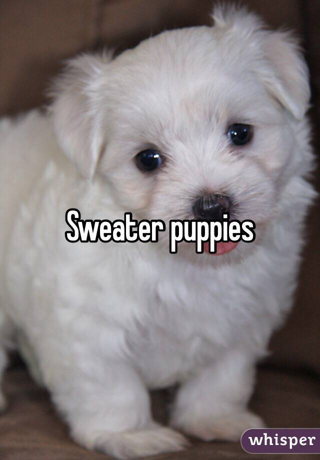 Sweater puppies