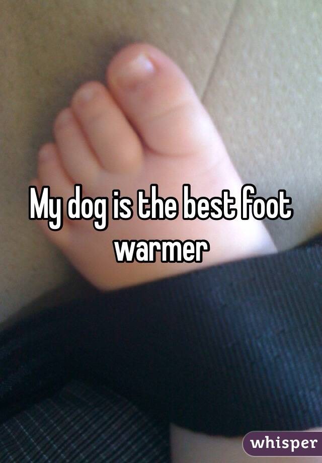 My dog is the best foot warmer 