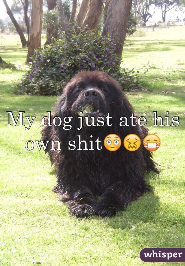My dog just ate his own shit😳😖😷