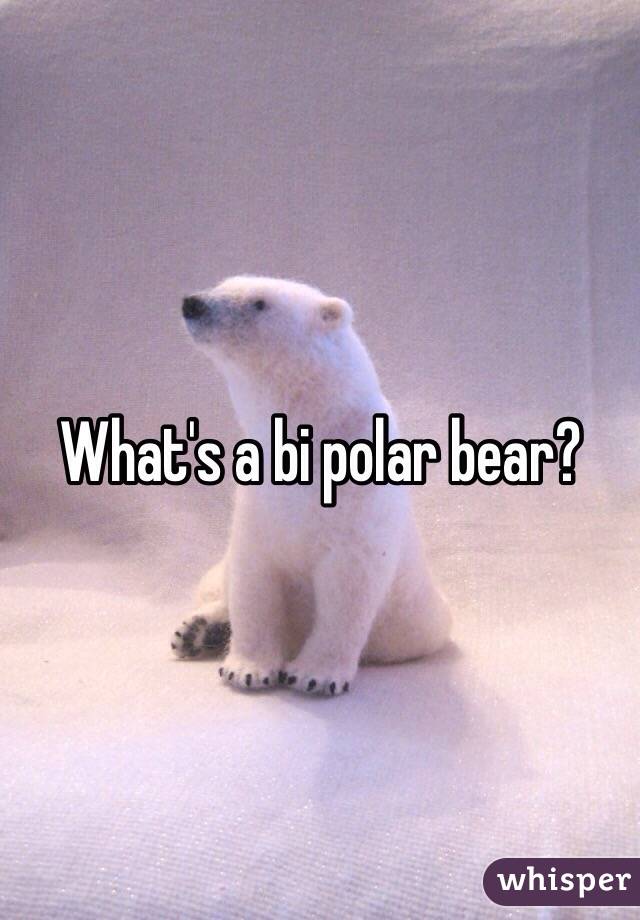 What's a bi polar bear?