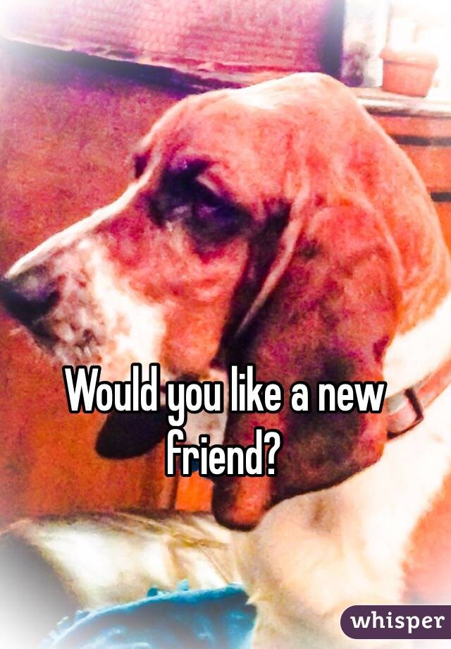 Would you like a new friend? 