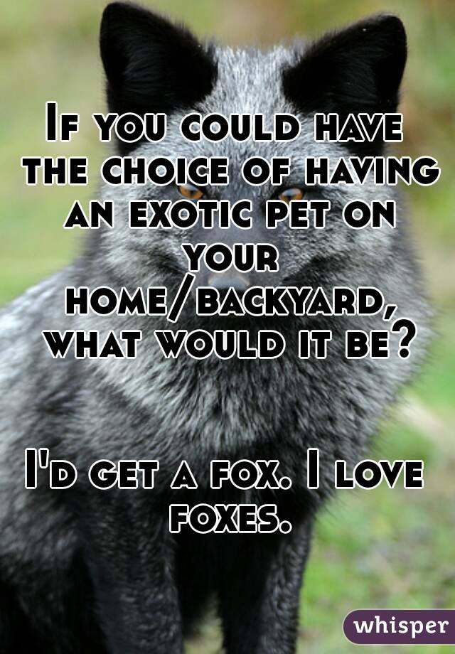 If you could have the choice of having an exotic pet on your home/backyard, what would it be?


I'd get a fox. I love foxes.