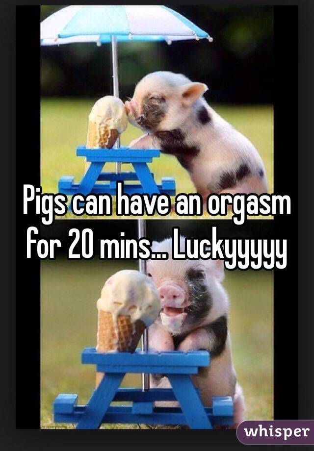 Pigs can have an orgasm for 20 mins... Luckyyyyy