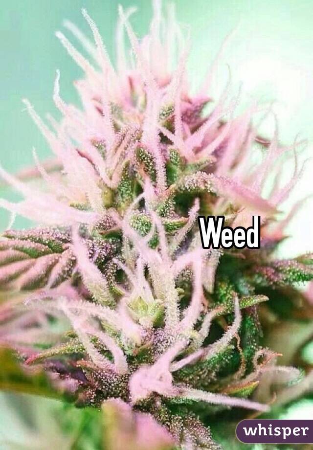 Weed
