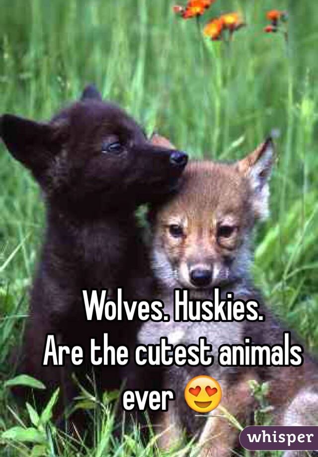 Wolves. Huskies. 
Are the cutest animals ever 😍