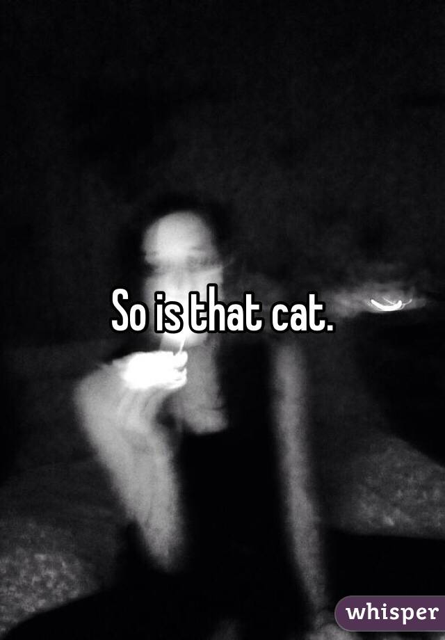 So is that cat.