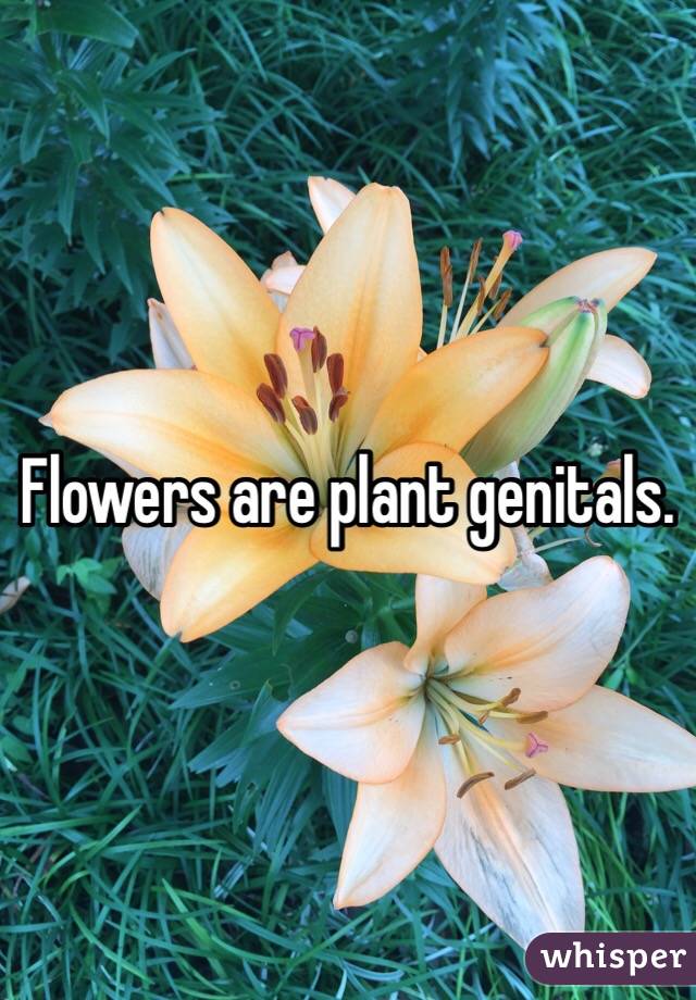 Flowers are plant genitals. 