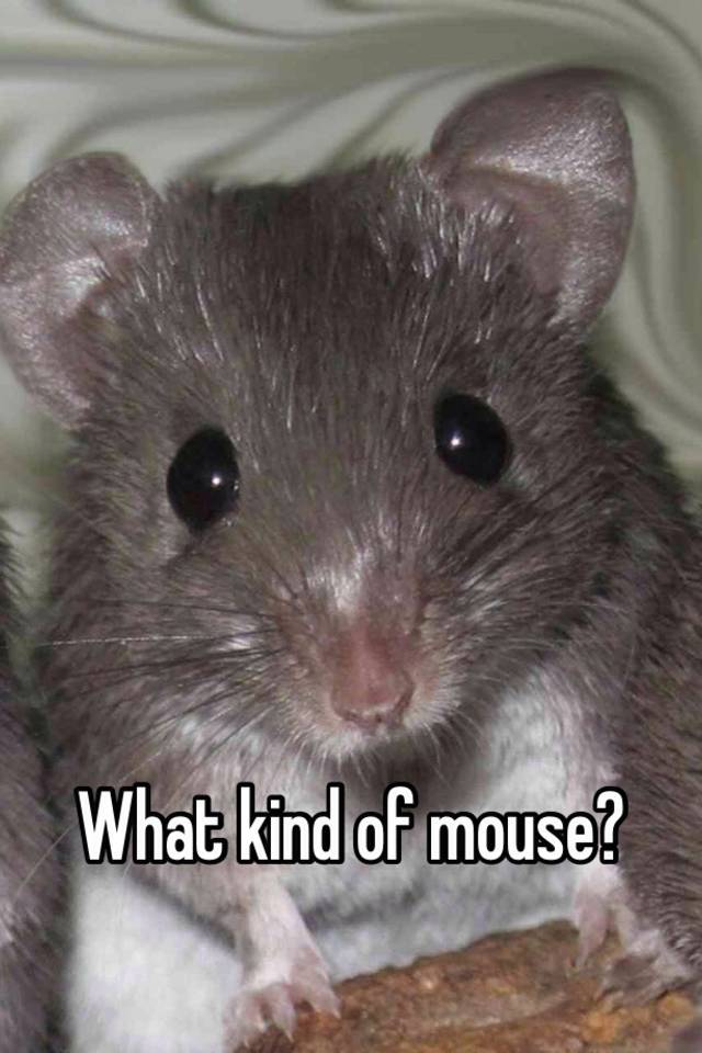 What kind of mouse?