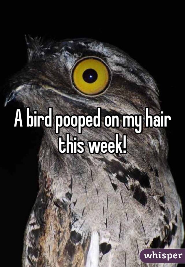 A bird pooped on my hair this week!