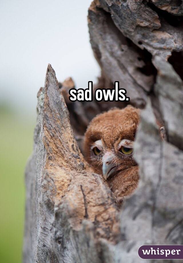 sad owls. 