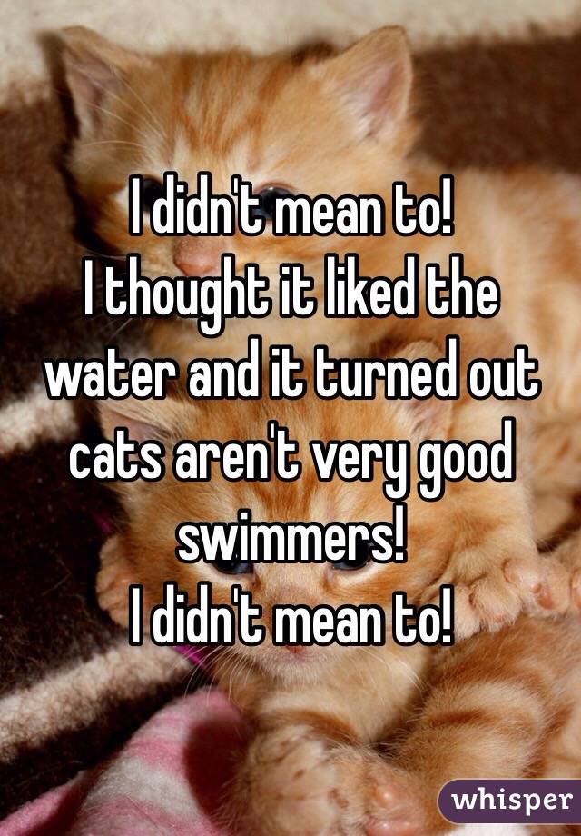 I didn't mean to!
I thought it liked the water and it turned out cats aren't very good swimmers!
I didn't mean to!