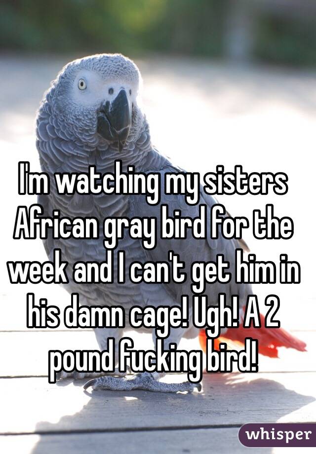 I'm watching my sisters African gray bird for the week and I can't get him in his damn cage! Ugh! A 2 pound fucking bird! 