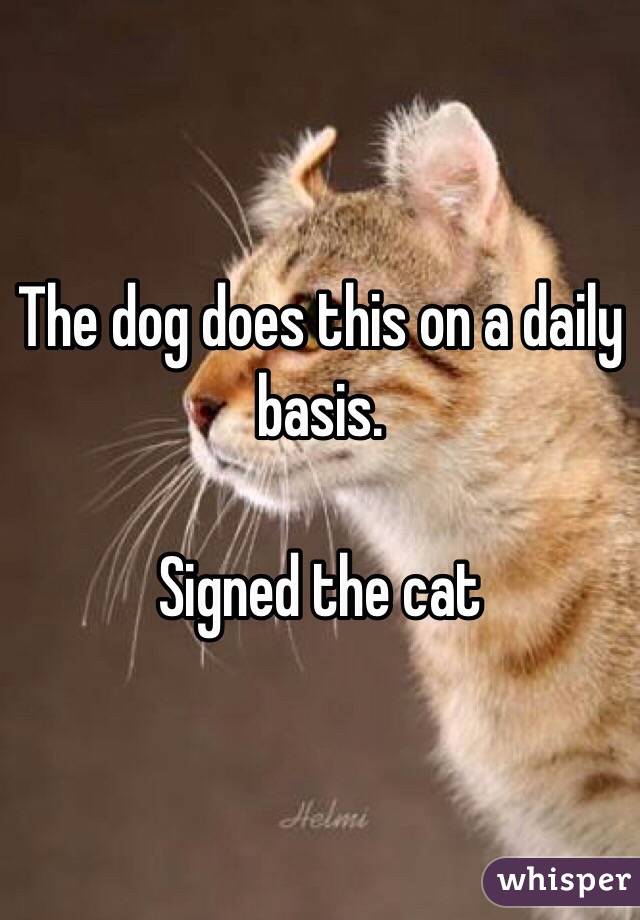 The dog does this on a daily basis. 

Signed the cat