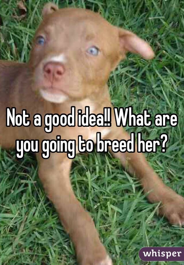 Not a good idea!! What are you going to breed her?