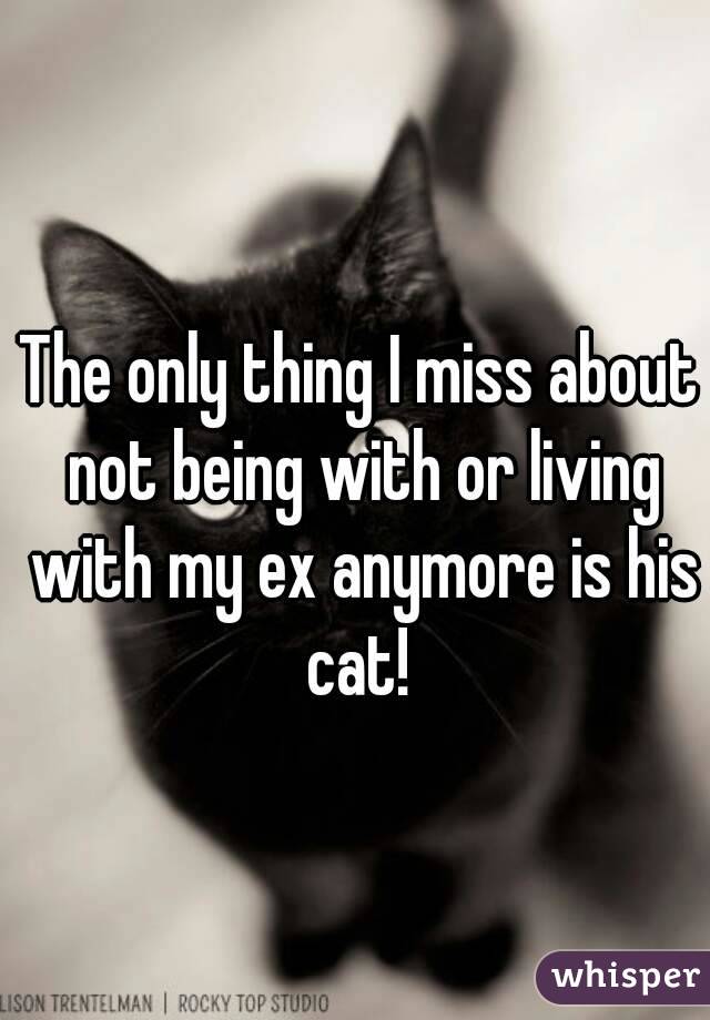 The only thing I miss about not being with or living with my ex anymore is his cat! 