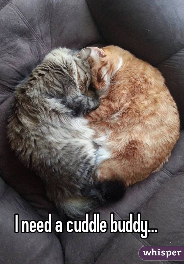 I need a cuddle buddy...