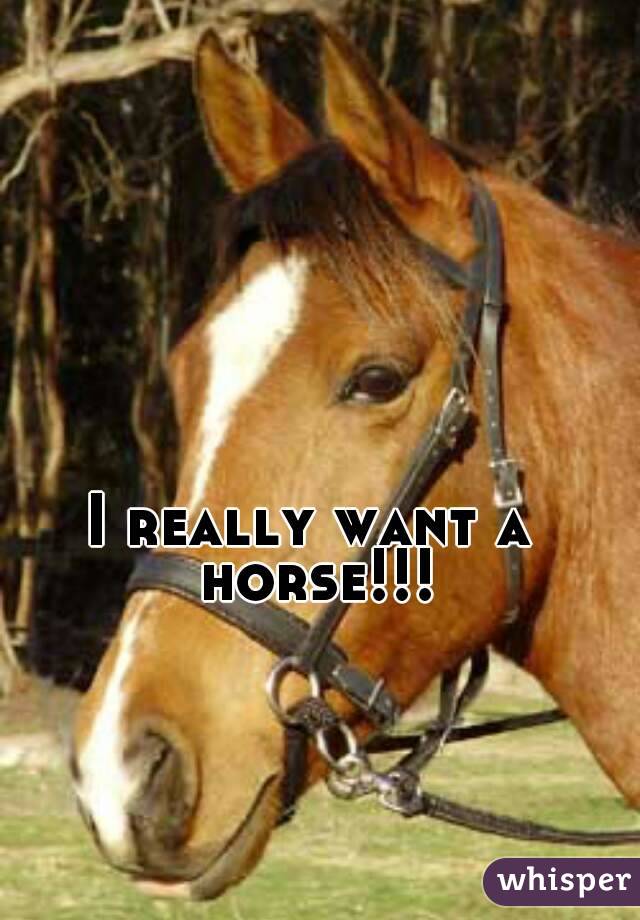 I really want a horse!!!