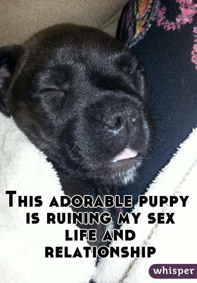 This adorable puppy is ruining my sex life and relationship