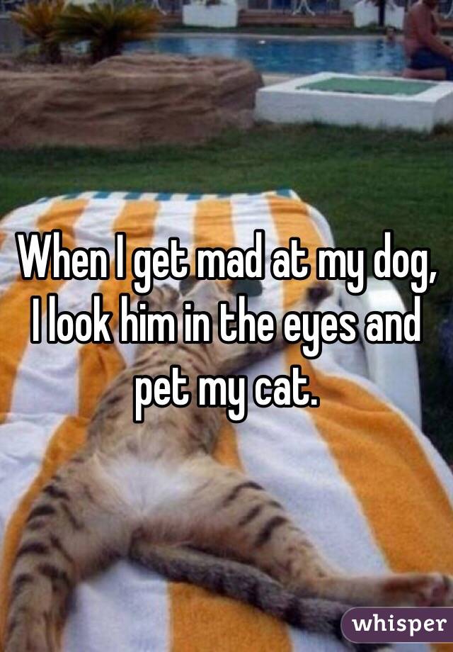 When I get mad at my dog, I look him in the eyes and pet my cat. 