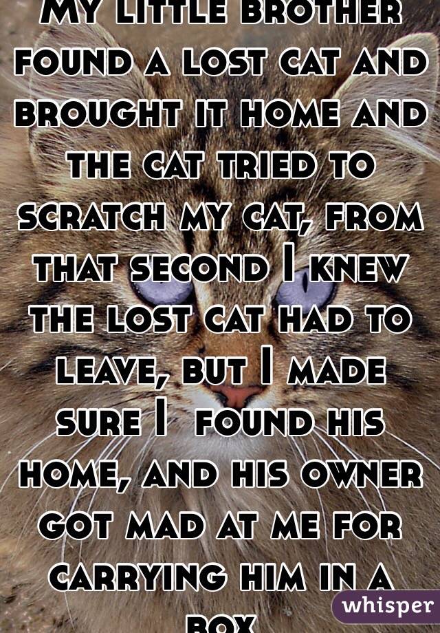My little brother found a lost cat and brought it home and the cat tried to scratch my cat, from that second I knew the lost cat had to leave, but I made sure I  found his home, and his owner got mad at me for carrying him in a box