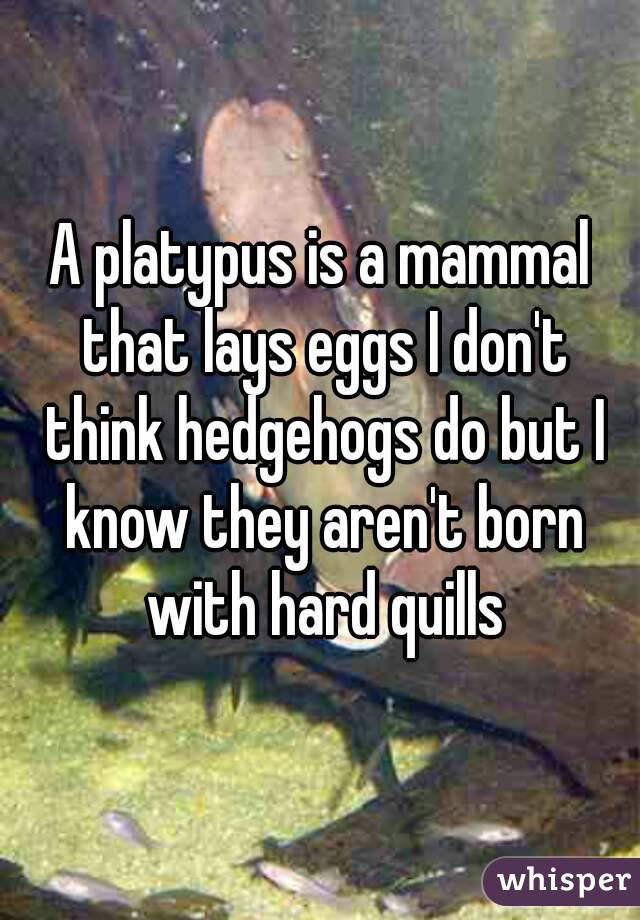 A platypus is a mammal that lays eggs I don't think hedgehogs do but I know they aren't born with hard quills