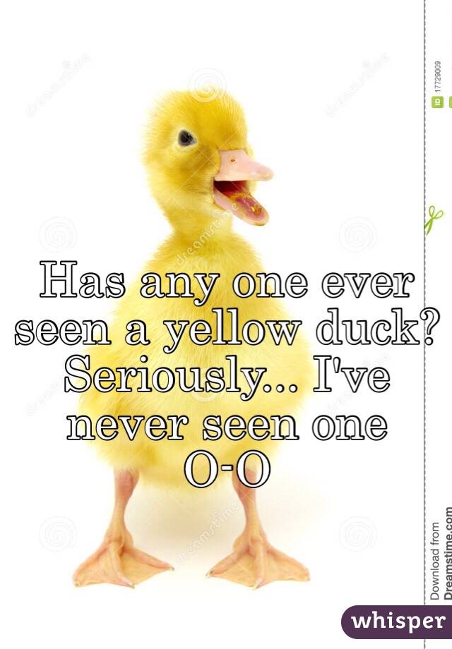 Has any one ever seen a yellow duck?
Seriously... I've never seen one
O-O