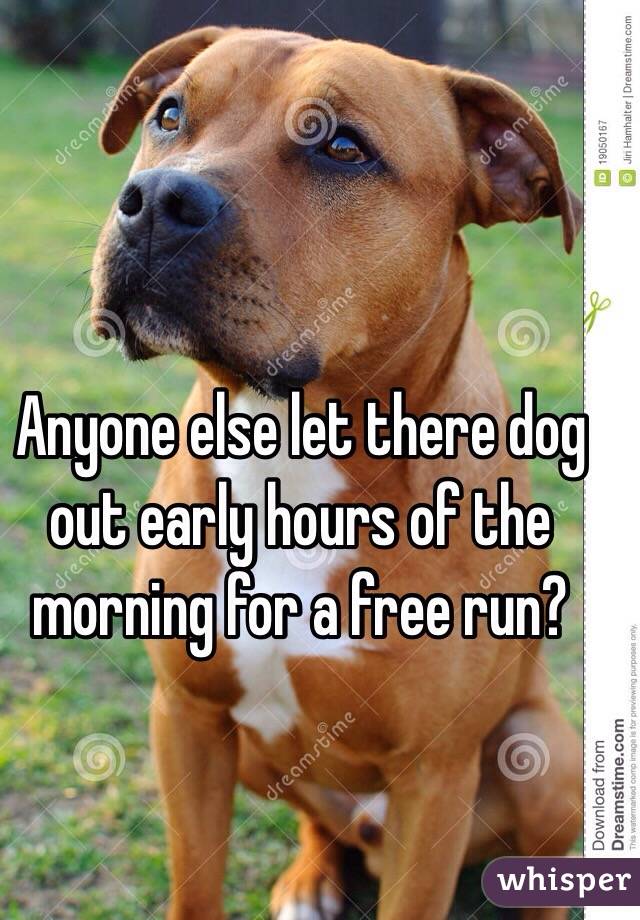 Anyone else let there dog out early hours of the morning for a free run? 