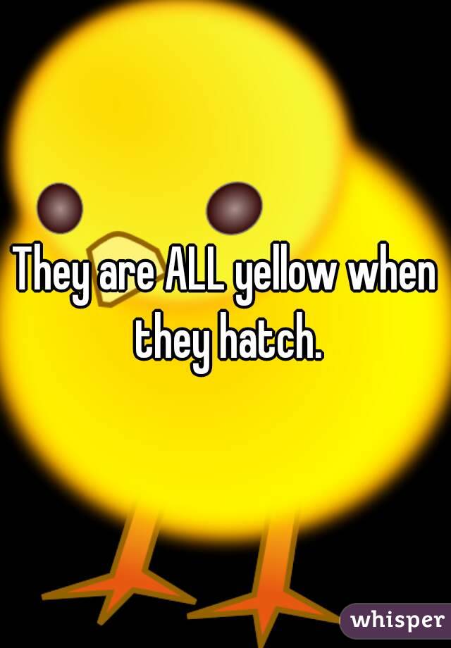 They are ALL yellow when they hatch.