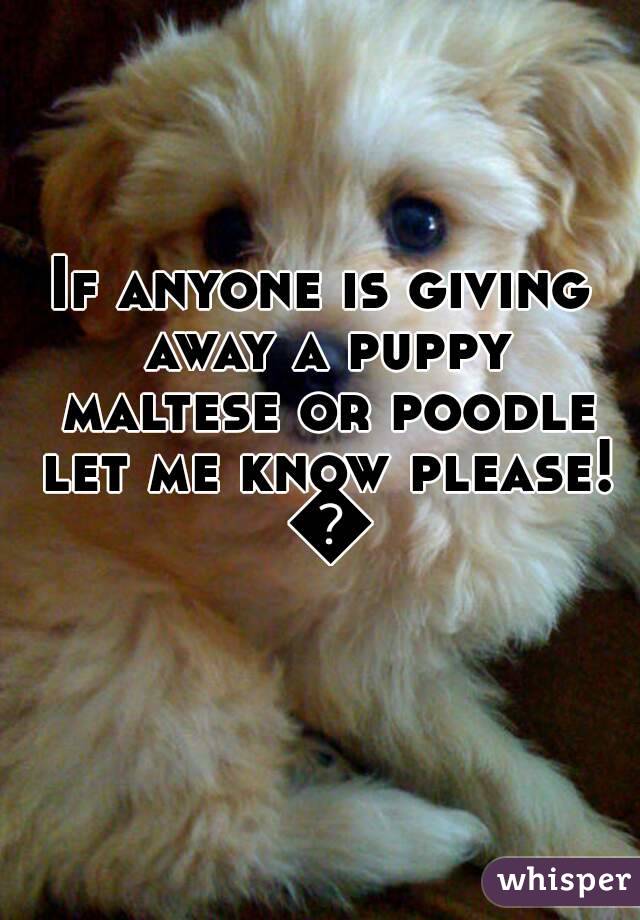 If anyone is giving away a puppy maltese or poodle let me know please! 😧