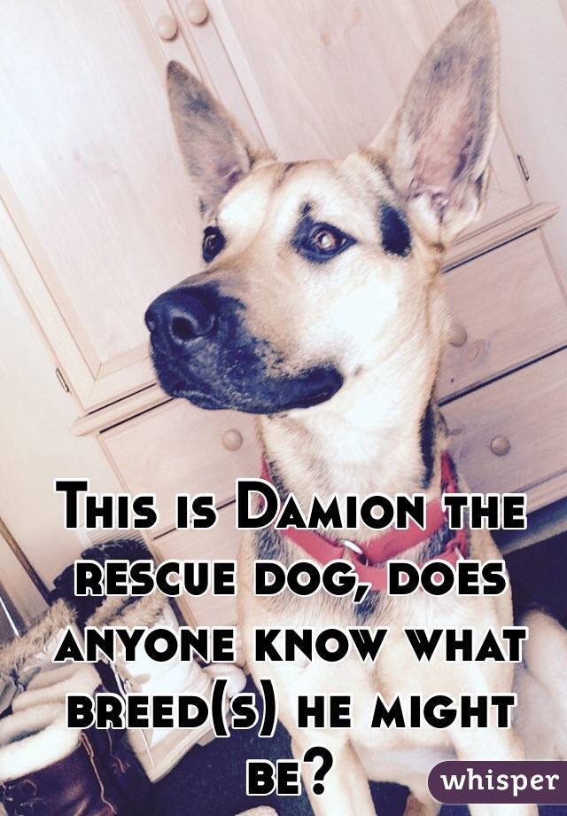 This is Damion the rescue dog, does anyone know what breed(s) he might be?