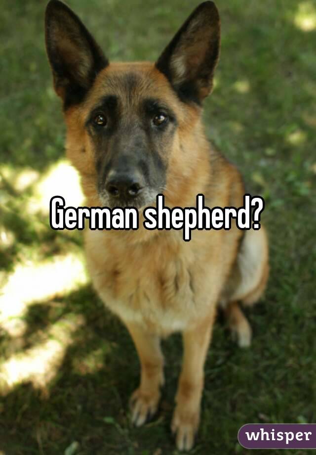 German shepherd?