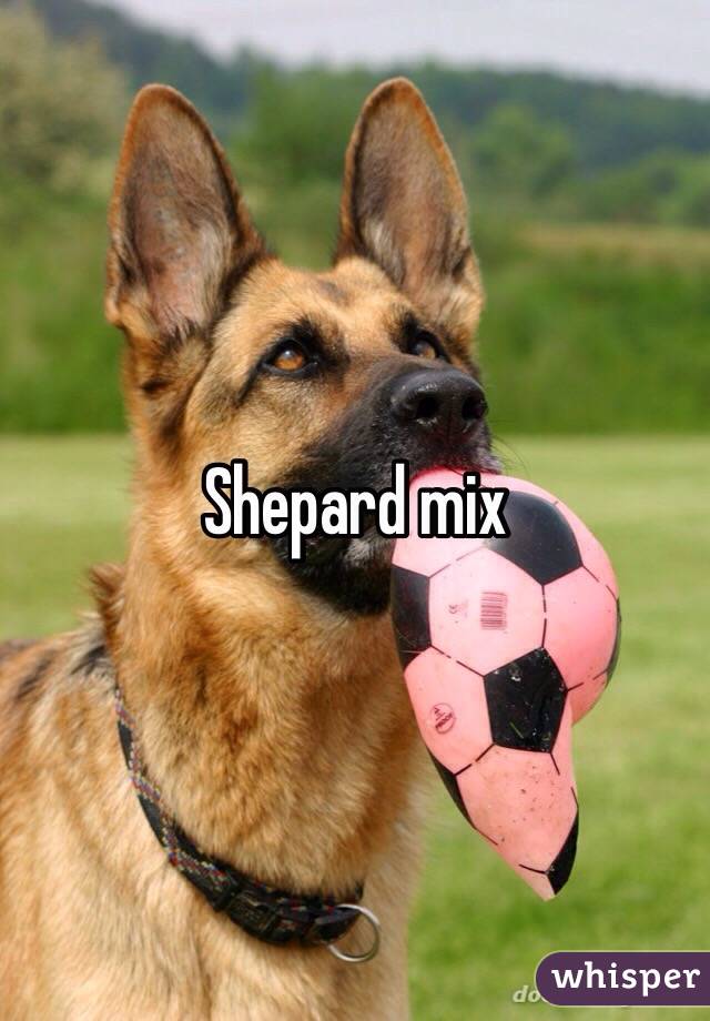 Shepard mix
