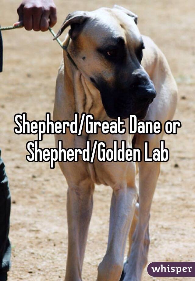 Shepherd/Great Dane or Shepherd/Golden Lab