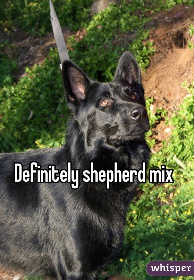 Definitely shepherd mix